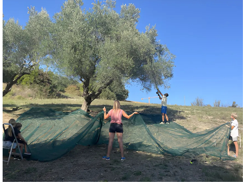 Olijven plukken camping Vista Fermo