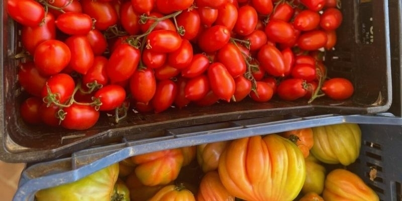 Verse tomaten voorjaar in Le Marche