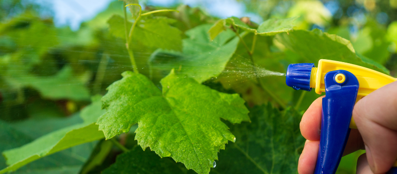 Hand spuit vloeistof op groene bladeren met sproeiflacon
