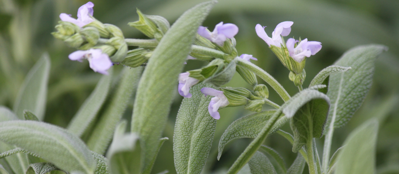 Bloeiende salieplant met paarse bloemen en groene bladeren in close-up.