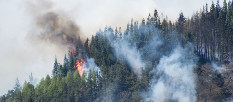In een dennenbos breekt een bosbrand uit met zichtbare rook en vlammen