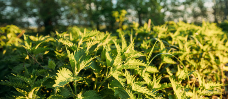 Groene brandnetelplanten in zonlicht, wilde oogst, natuur