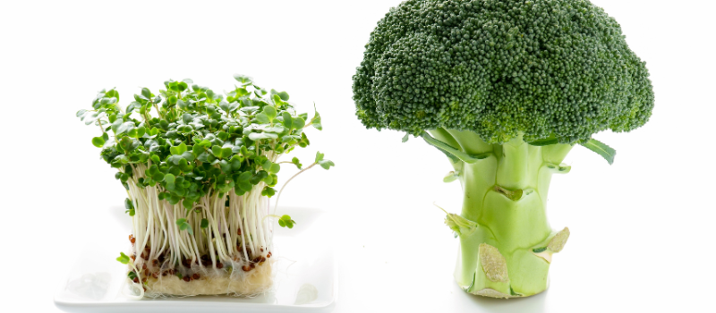 Verse broccoli en microgreens naast elkaar op een witte achtergrond.