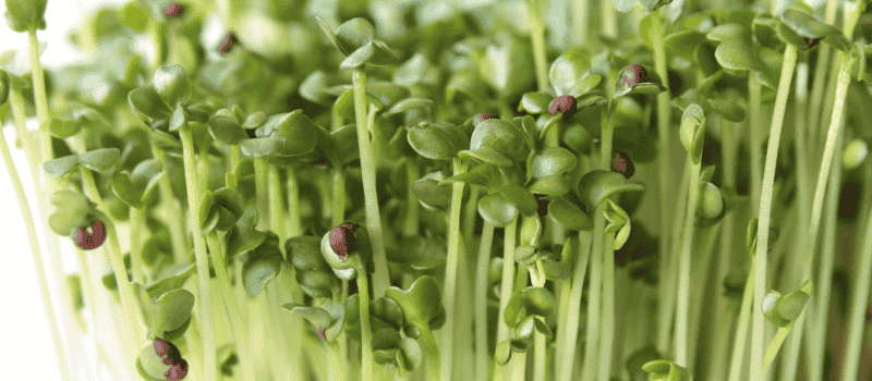 Close-up van frisse groene broccolikiemen met fijne blaadjes en stengels, ideaal voor gezonde voeding.