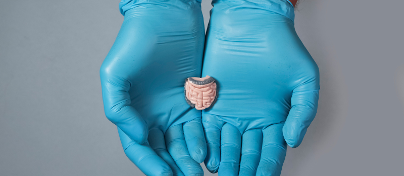 Latex handschoenen met miniatuurmodel van darmen, darmgezondheid
