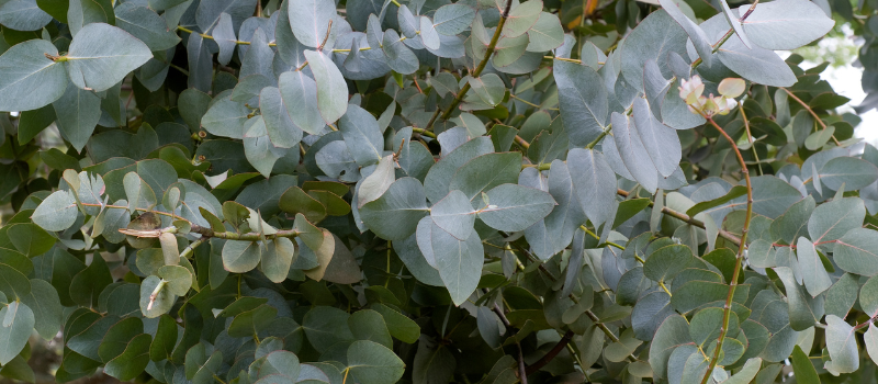 Eucalyptus bladeren als natuurlijk middel voor luchtwegen