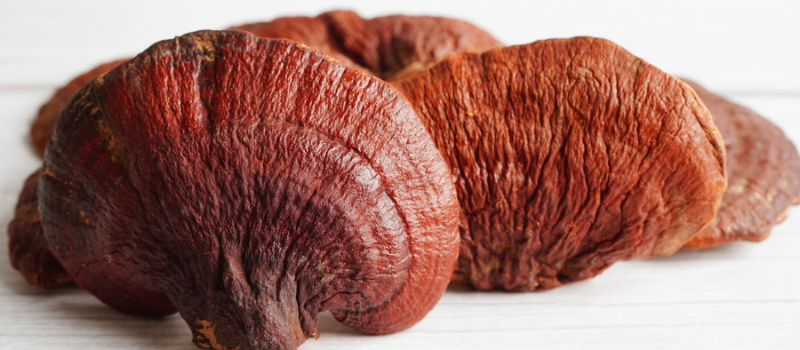 Gedroogde reishi paddenstoelen op witte houten achtergrond