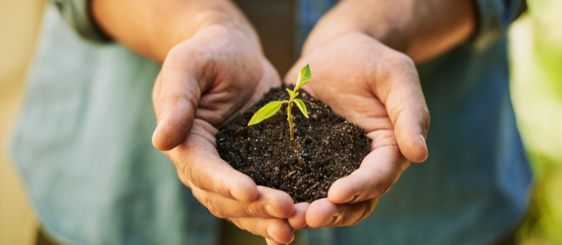 Handen houden een klein plantje met aarde, klaar om geplant te worden.