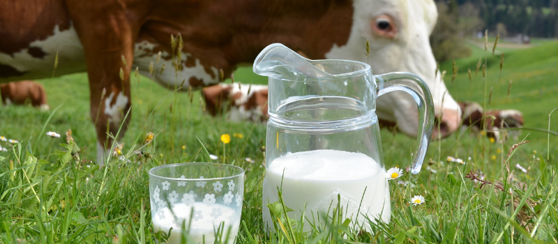 Koe op de achtergrond met een glas en kannetje melk op een groene weide