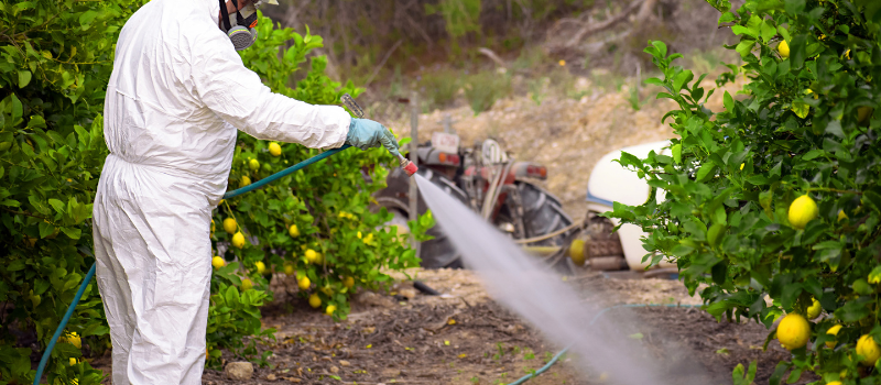 Man in beschermpak besproeit citroenbomen met pesticiden