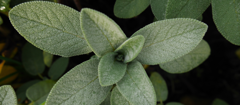 Close-up van een salieplant met groene, ovale bladeren in detail.