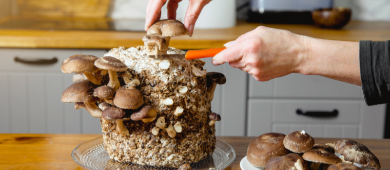 Handen oogsten shiitake paddenstoelen van een kweekblok in de keuken.