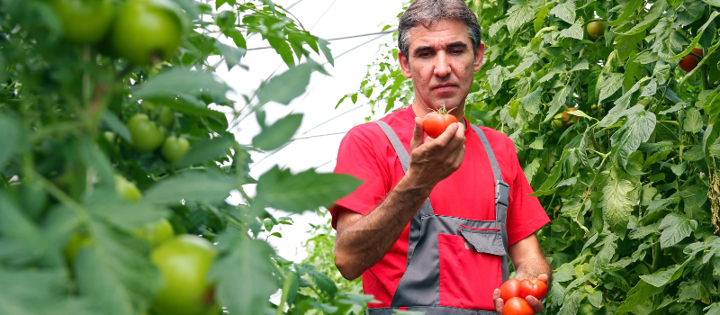 Een tuinman in een rode outfit bekijkt een verse tomaat in een kas vol tomatenplanten.