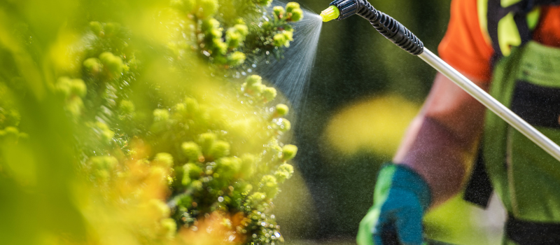 Tuinier besproeit planten met chemisch middel in zonlicht