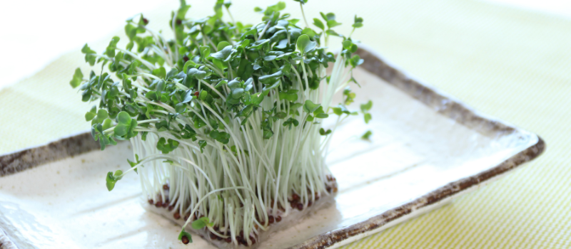 Verse groene microgreens op een keramisch bord met een gele achtergrond.