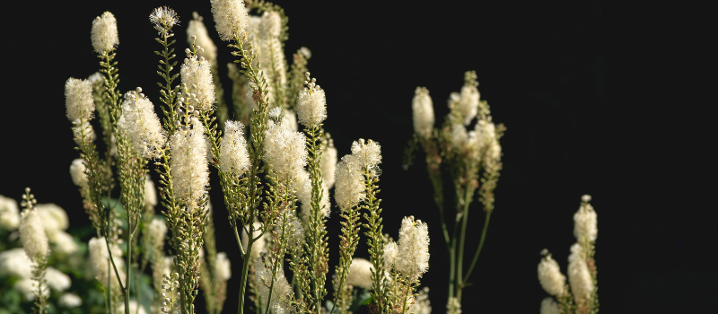 Witte bloemen op een donkere achtergrond, met details van stengels en bloemblaadjes.