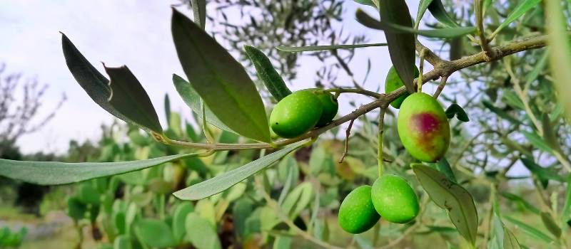 Groene olijven aan een tak van een olijfboom met bladeren en een wazige achtergrond van een olijfgaard.