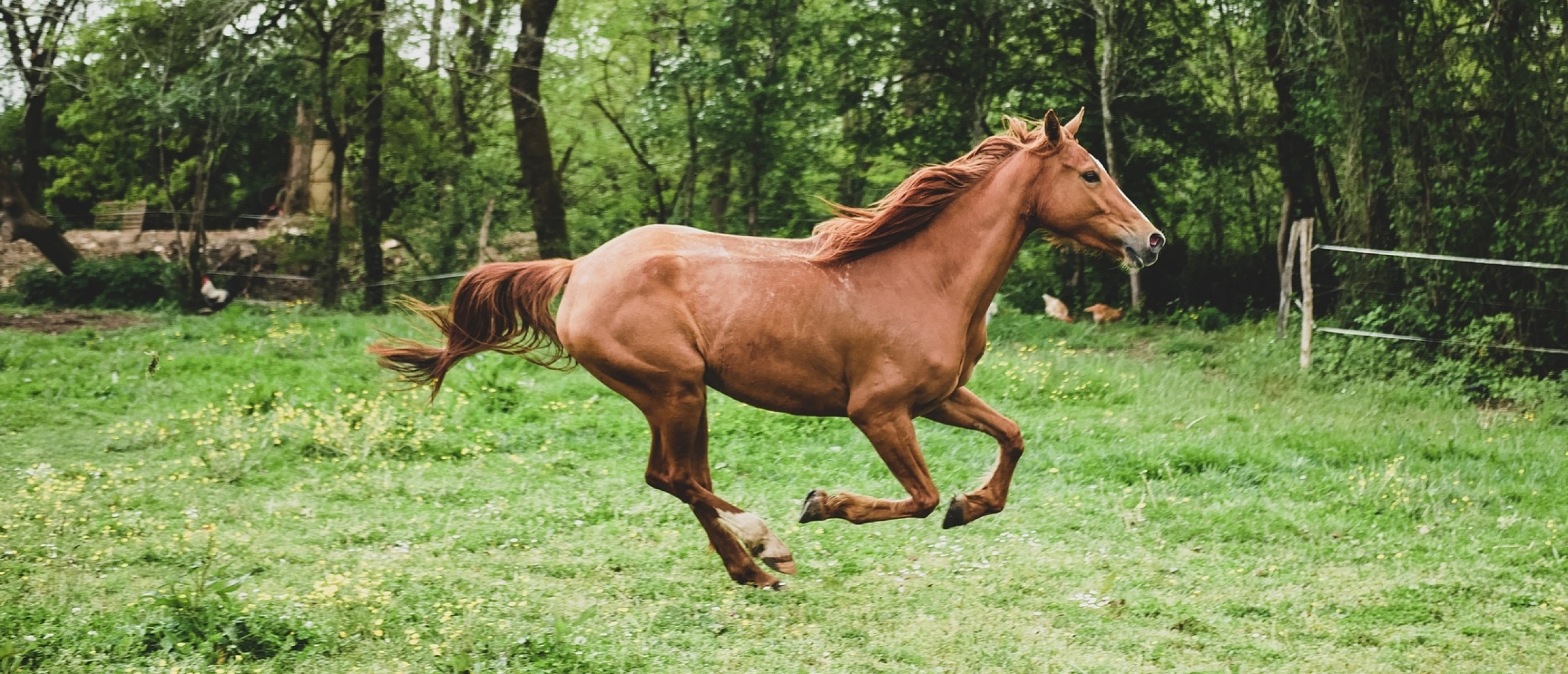 Is je paard mager door te weinig voer of krijg hij juist te veel?