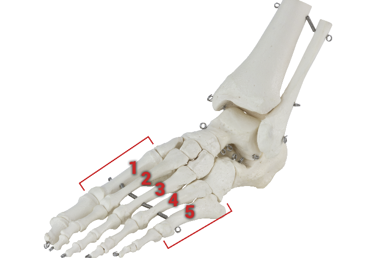 Recensent Vrijgevig onderpand Pijn van een Mortons neuroom kan je verminderen door je voeten te trainen