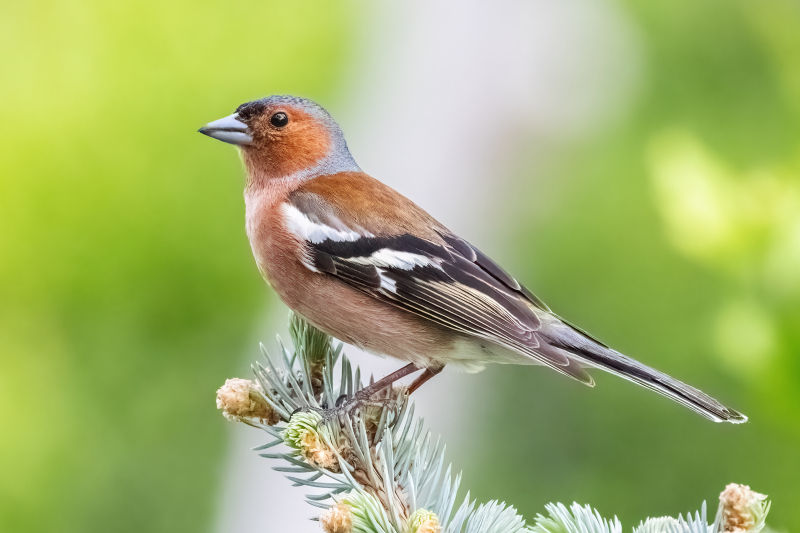 alles over de vink in nederland