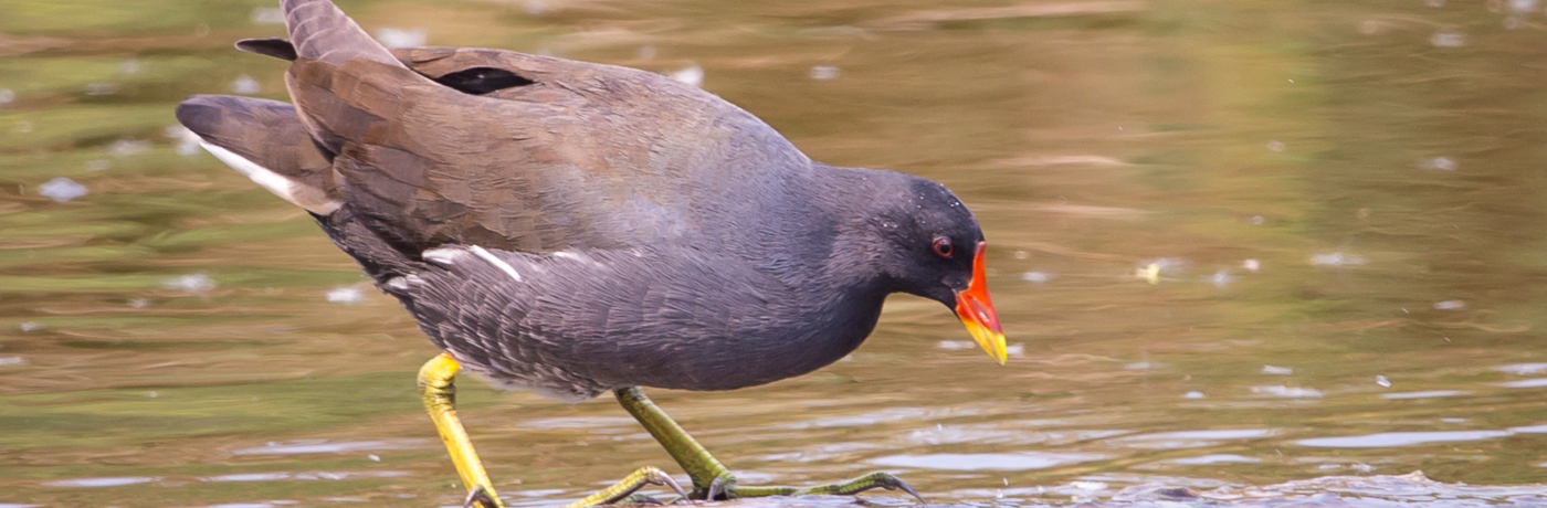 Alles over de Waterhoen in Nederland | Vogel-blog