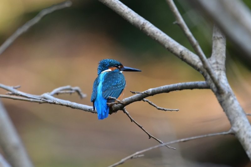 Alles over ijsvogels in Nederland