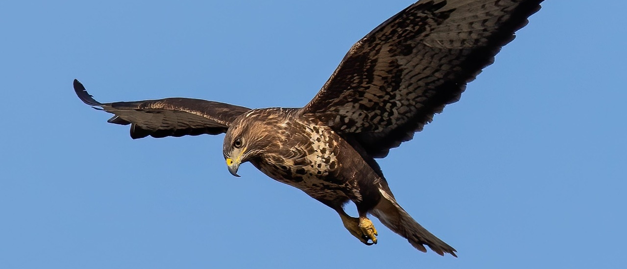 Kan een buizerd een kip pakken