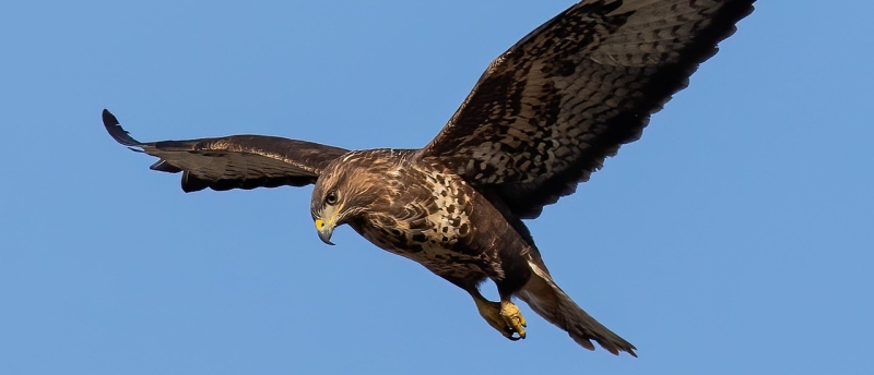 Kan een buizerd een kip pakken