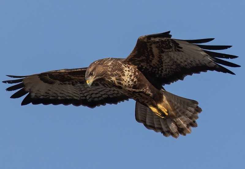 dit is een buizerd