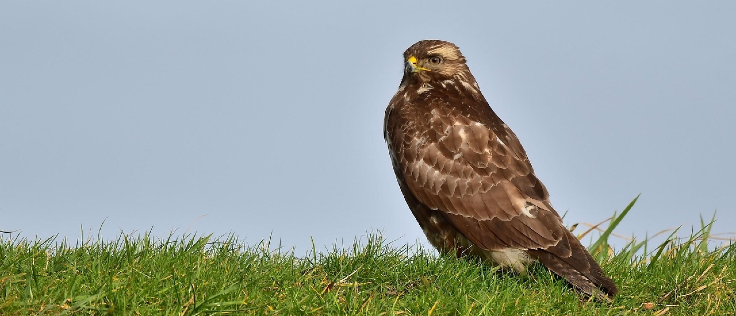 is een buizerd zeldzaam