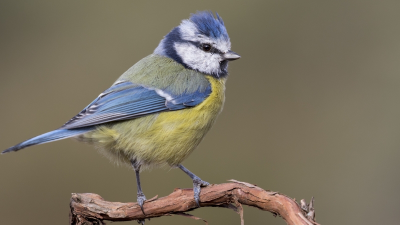 Hoe lang duurt het voordat pimpelmezen uitvliegen? Hoe lang duurt het voordat pimpelmezen uitvliegen?