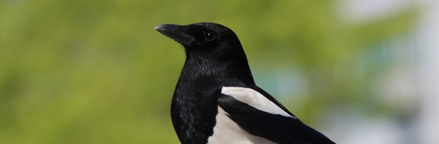 Extar Informatie Hoe slim is een ekster? | Vogel-blog