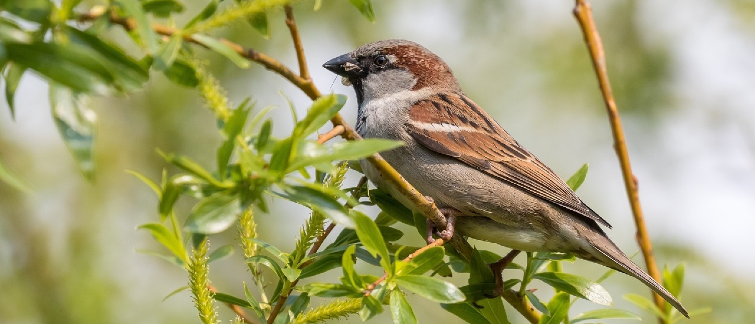 hoe weet ik wat voor vogel het is