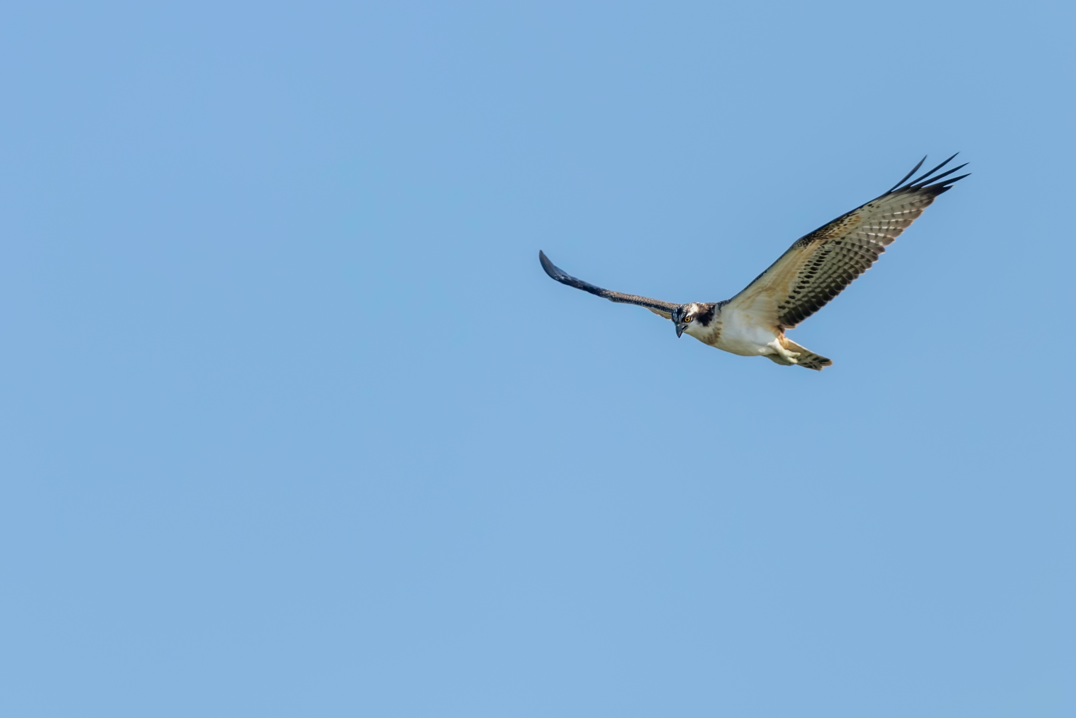 blauwe lucht met visarend op vogel blog