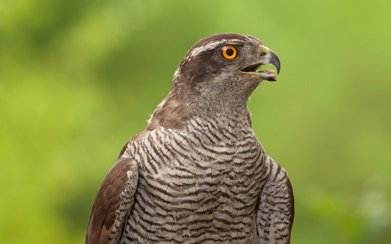 het verschil tussen havik en buizerd