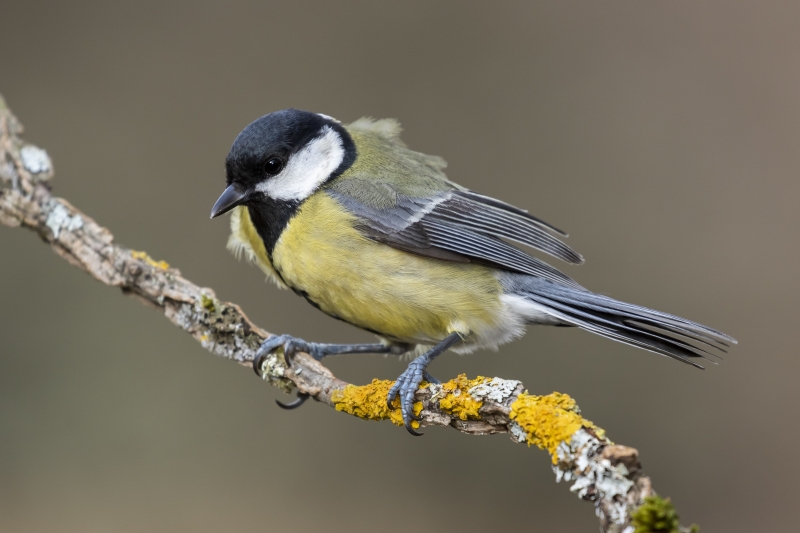 Waarom geen koolmeesjes meer in de tuin?