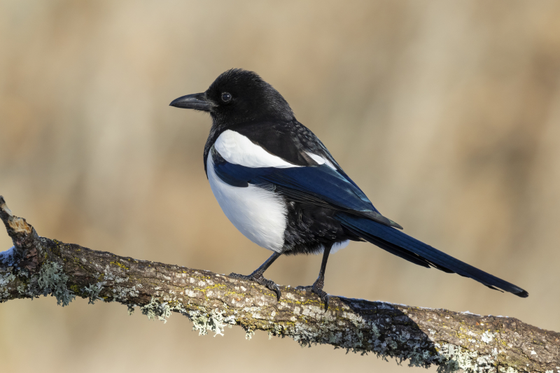 Wat betekent een ekster in je tuin?