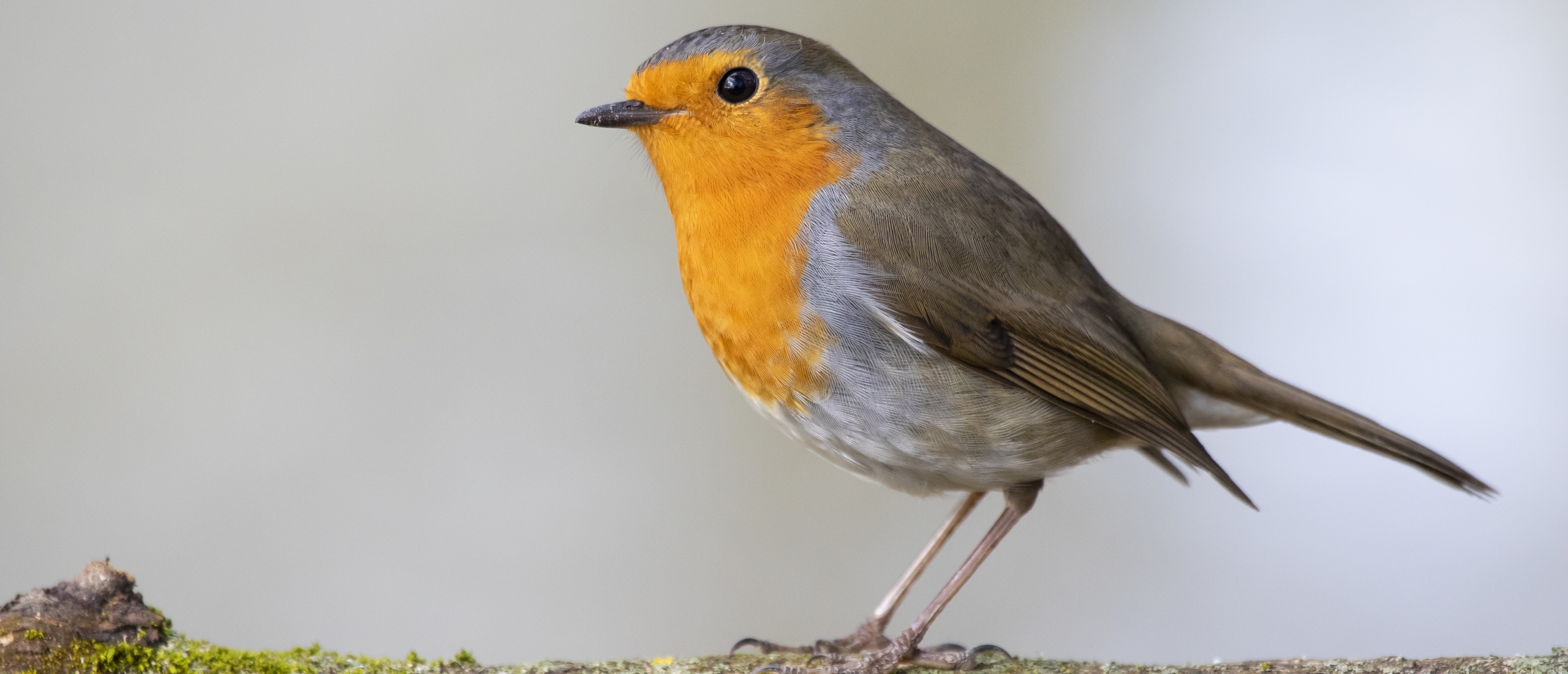 Wat betekent een roodborstje in je tuin?