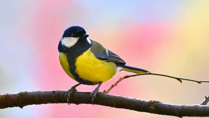 Wat eet een koolmees graag? Wat eet een koolmees graag?