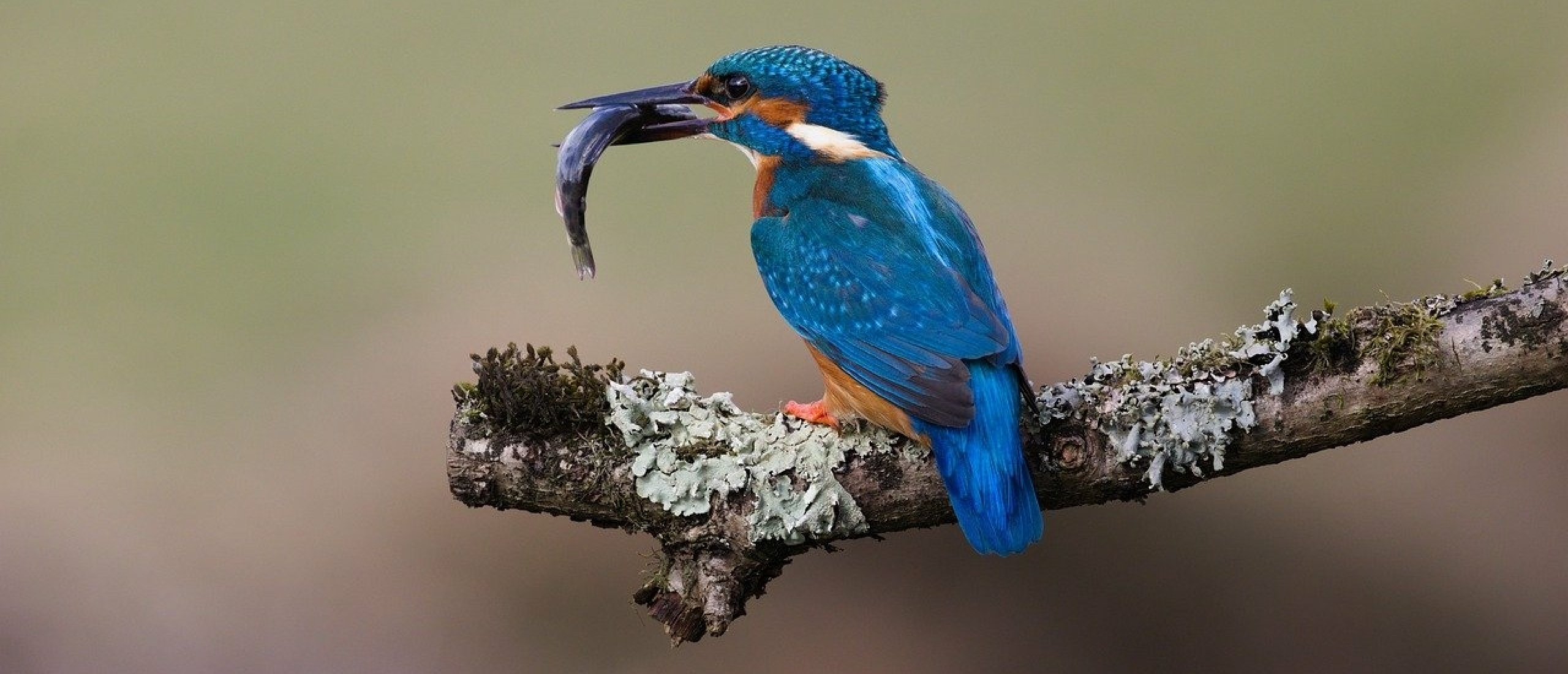 Alles Over De Ijsvogel In Nederland Vogel blog
