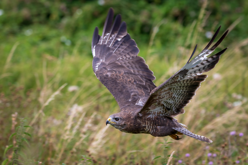 Wat is het verschil tussen een buizerd en een havik?