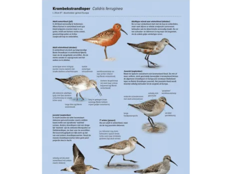 handboek-vogels-van-europa-voorbeeld Vogelspotchallenge