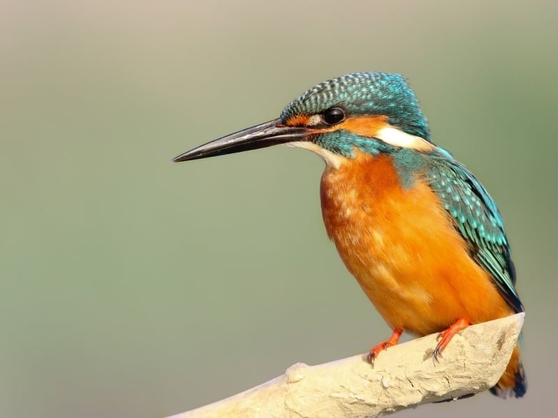 IJsvogel vogels spotten teamactiviteit