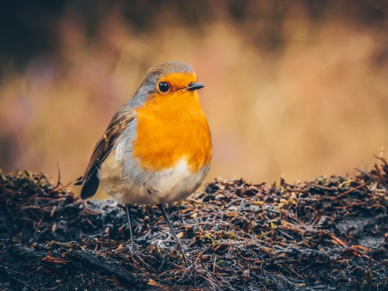 Roodborstje vogels spotten vogels kijken