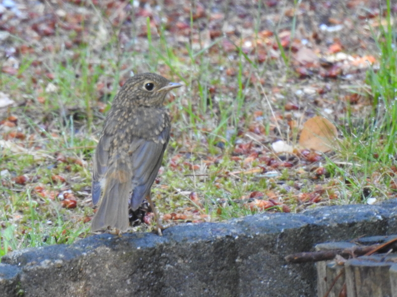 Roodborst juveniel