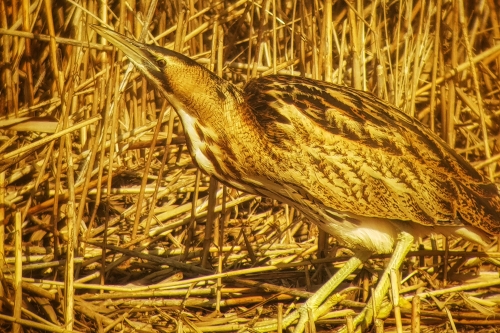 Roerdomp in het riet