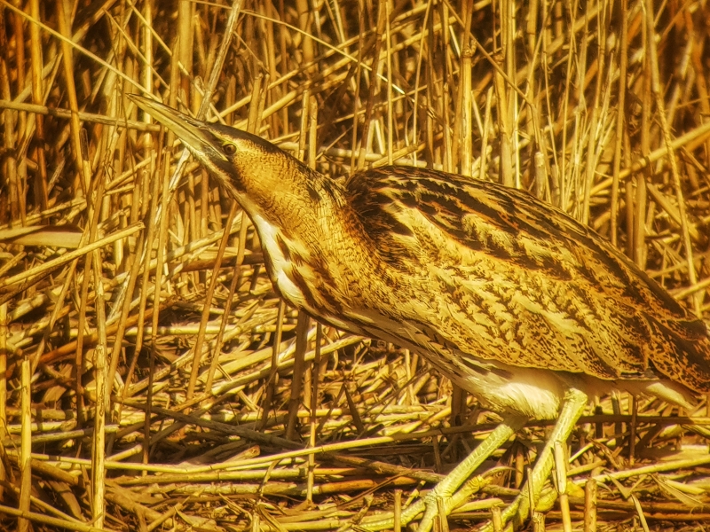 Roerdomp in het riet
