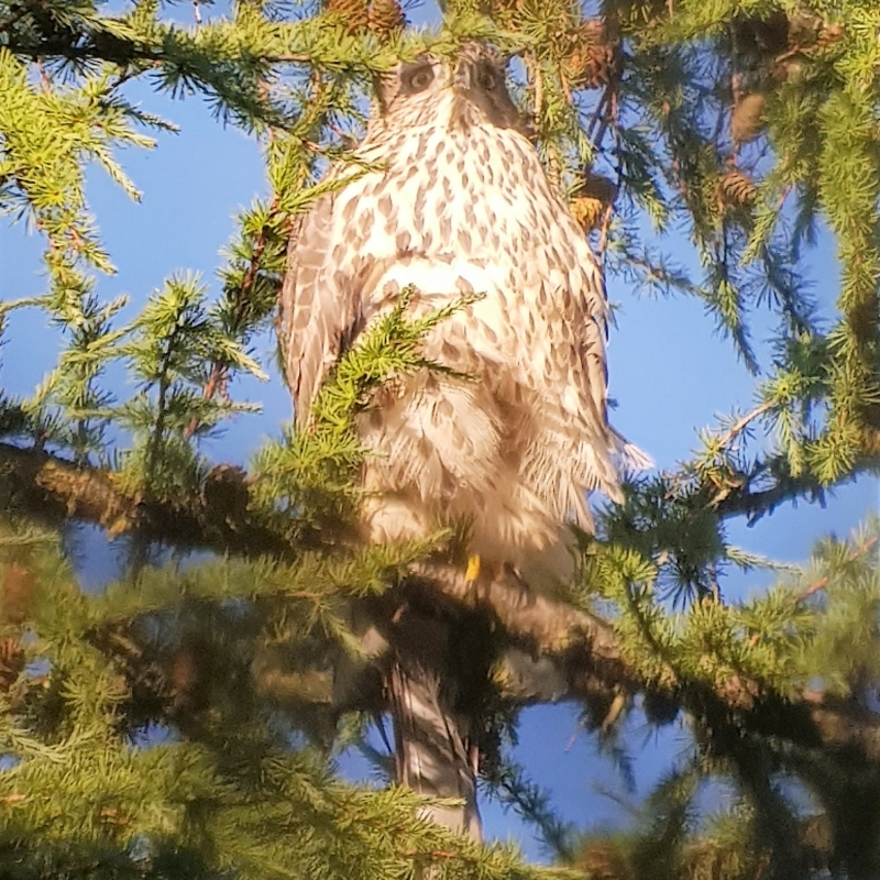 Sperwer juveniel