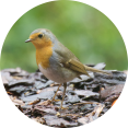 Roodborstje herfsttafel vogels voeren