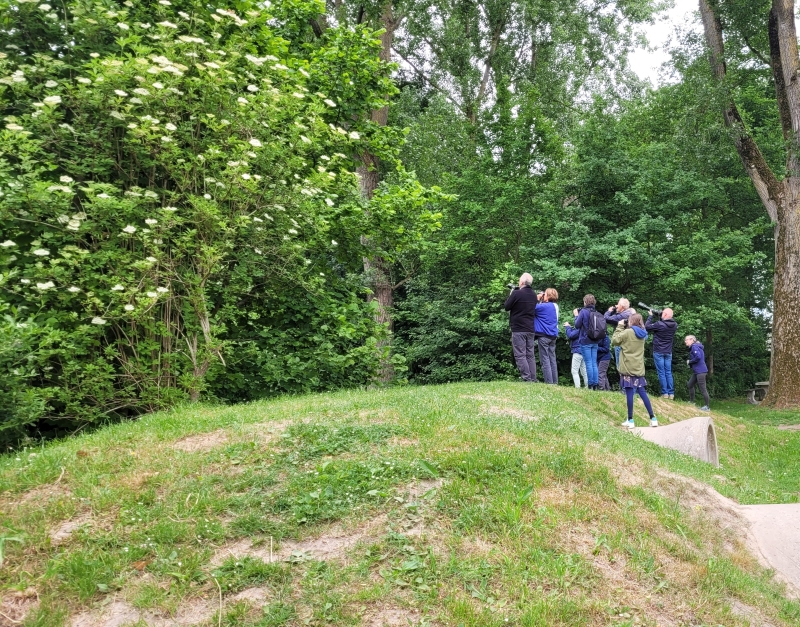 Tijdens excursie in de Biesbosch zoeken naar de Wielewaal